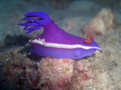 <b>Hypselodoris Bullocki</b> <br> <b><a href="http://www.zegreenweb.com/sinformer/dix-nudibranches-aux-couleurs-resplendissantes,49504" rel="nofollow noopener" target="_blank" data-ylk="slk:Retrouvez l'intégralité de ce diaporama sur Zegreenweb;elm:context_link;itc:0;sec:content-canvas" class="link ">Retrouvez l'intégralité de ce diaporama sur Zegreenweb</a></b><br> Il n’est pas si évident de reconnaître Hypselodoris Bullocki. Arborant le plus souvent une couleur violette, il peut être rose voire même crème ou blanc. Dans la plupart des cas, un liseré blanc borde son « manteau » mais celui-ci peut aussi être violet ou rouge. Ses rhinophores lamellés sont oranges, jaunes ou rouges. Observé dans l’océan indien et dans l’ouest du Pacifique, il peut mesurer jusqu’à quatre centimètres à l’âge adulte.