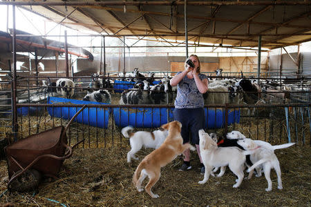 Shepherdess Jenna Lewinsky sounds the Jewish shofar, a ram's horn, as she stands in the Jacob sheep's barn, in Ramot Naftali, Israel, February 21, 2018. Picture taken February 21, 2018. REUTERS/Amir Cohen