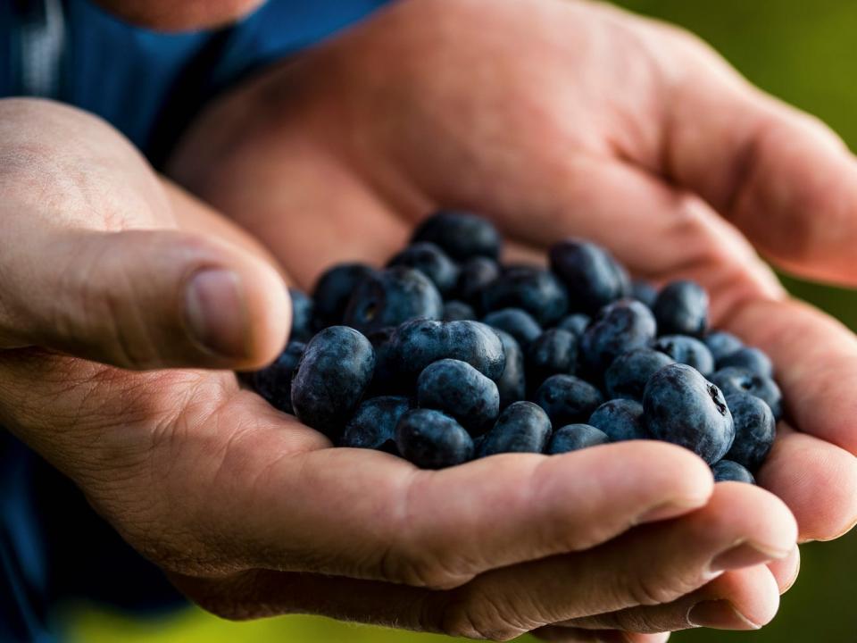 Man holds blueberries in his hands and smells them.