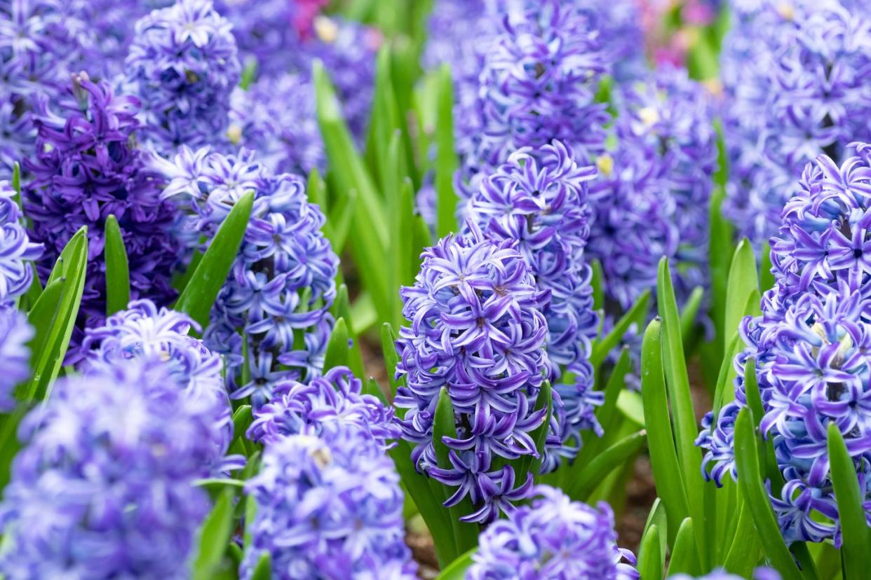 close up of purple flowering plants