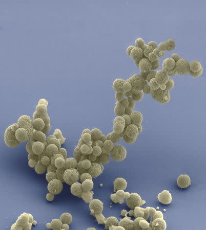 Electron micrograph image shows synthetic cell clusters of JCVI-syn3.0 cells magnified at about 15,000 times, in this image released on March 24, 2016. REUTERS/Tom Deerinck and Mark Ellisman/The National Center for Imaging and Microscopy Research/University of California at San Diego/Handout via Reuters