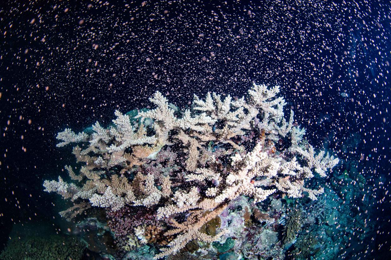 Corals fertilize billions of offspring by casting sperm and eggs into the Pacific Ocean off the Queensland state coastal city of Cairns, Australia, Tuesday, Nov. 23, 2021. Australia's Great Barrier Reef is spawning in an explosion of color as the World Heritage-listed natural wonder recovers from life-threatening coral bleaching episodes.(Gabriel Guzman/Calypso Productions via AP) ORG XMIT: GBR102