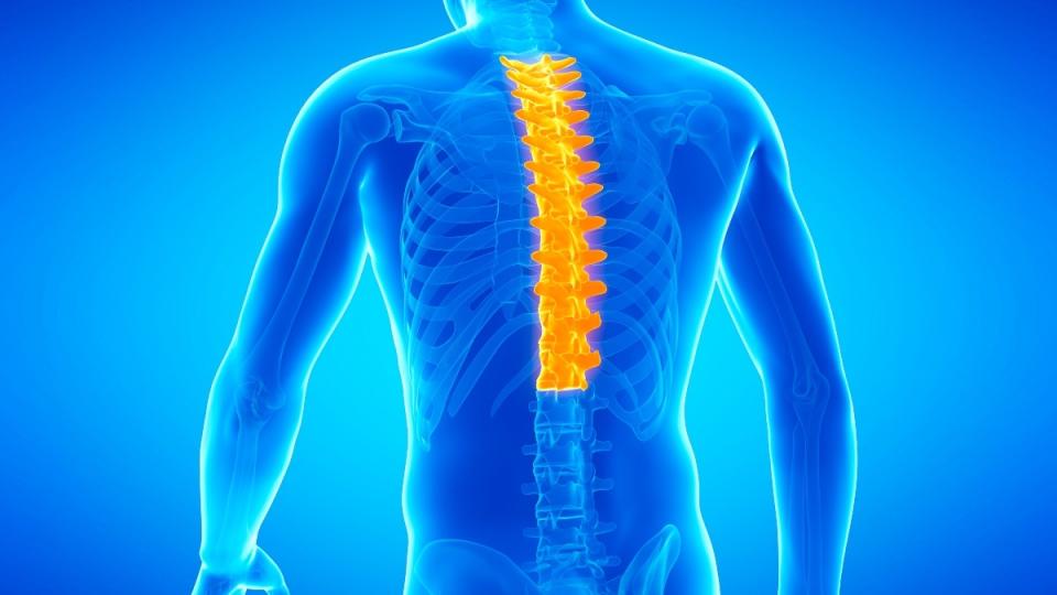 An illustration of the thoracic spine