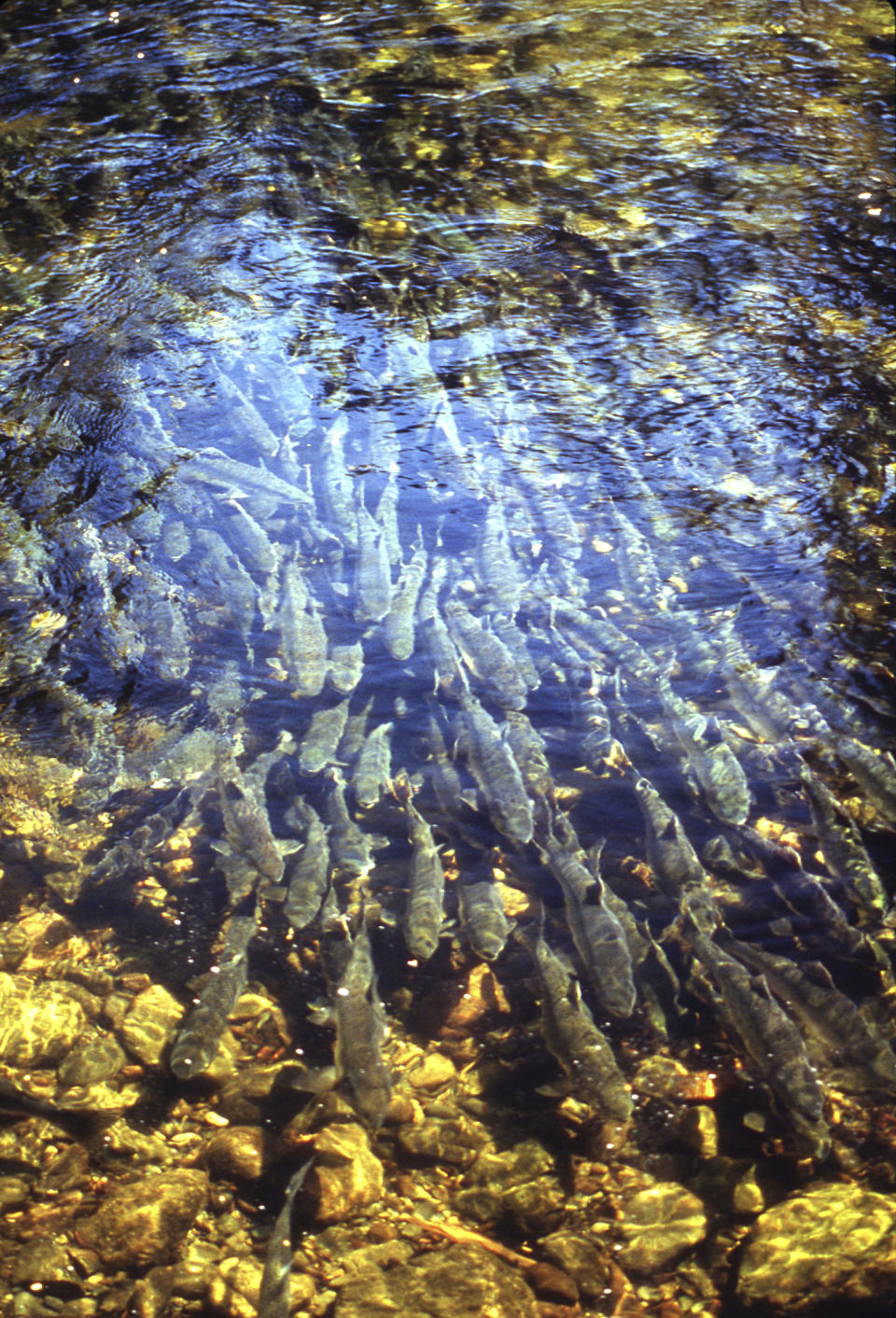 This 1991 photo provided by the Alaska Department of Fish and Game shows spawning pink salmon in Anan Creek, near Wrangell, Alaska. In 2019, wild populations of pink salmon are flourishing. Their numbers are enhanced by the annual release of 1.8 billion fish from Alaska hatcheries and critics say they’re having an effect on other species. (ADF&G via AP)