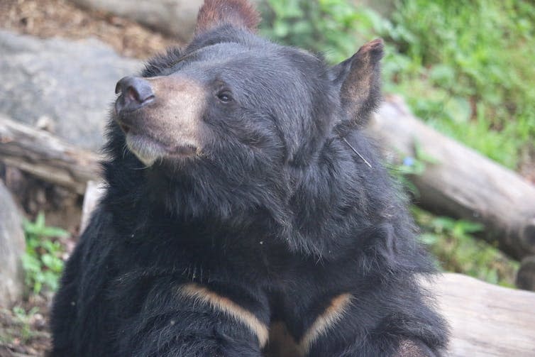 Furry and friendly-looking bear