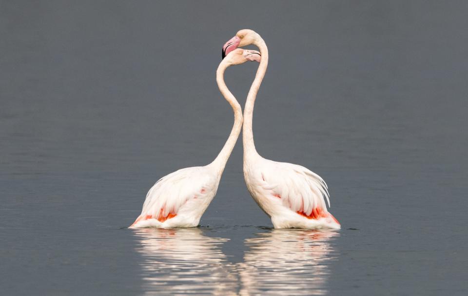 Greater flamingos interacting