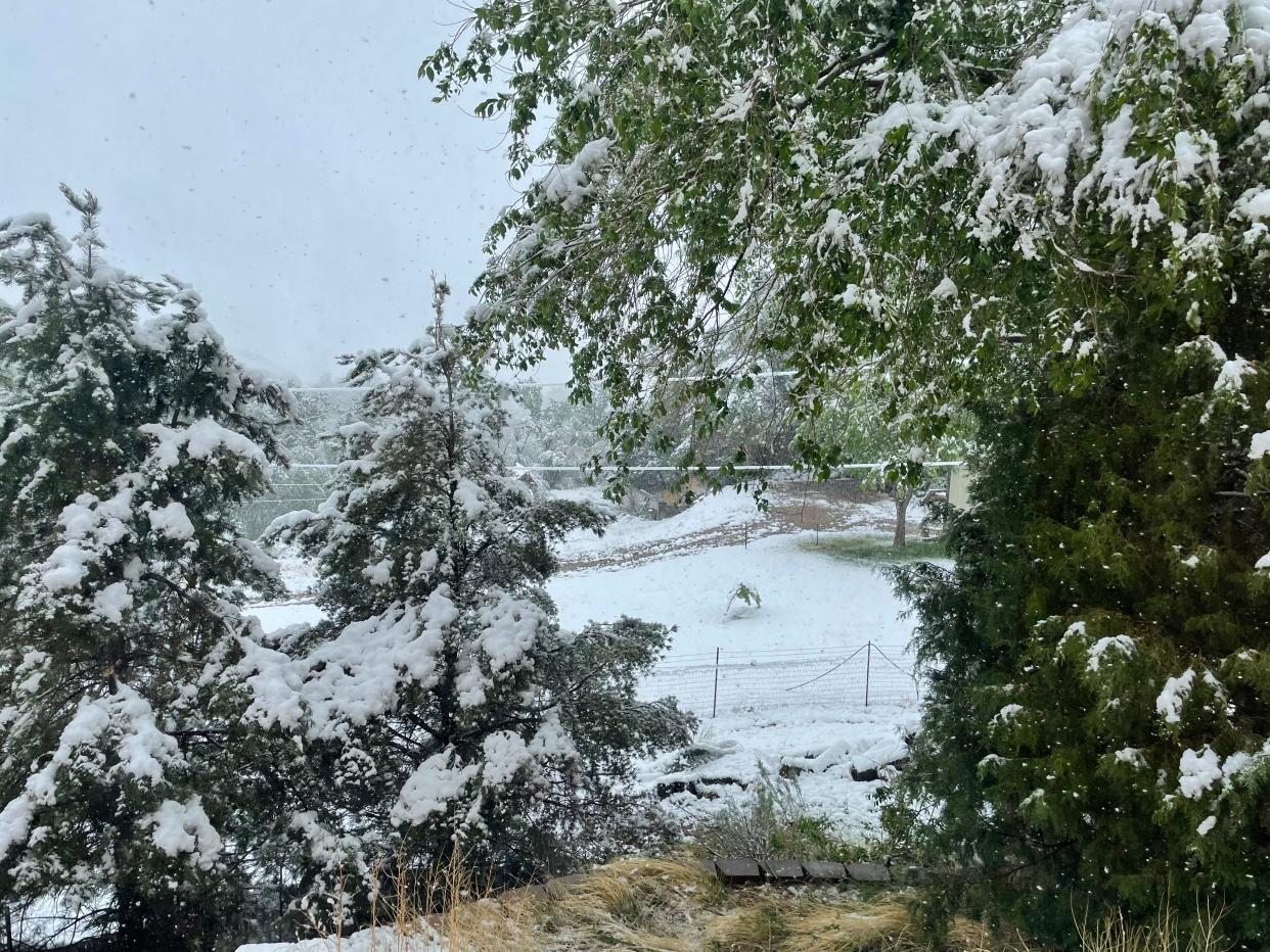 A young peach tree (center) in a clearing in southwest Pueblo sags under the weight of the snow Saturday