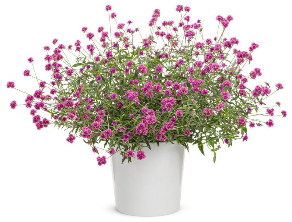 Truffula Pink Globe Amaranth is a sun-loving gomphrena that blooms continuously.