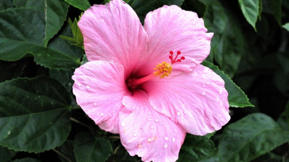 Pink Hibiscus flower for extinct flower scents article