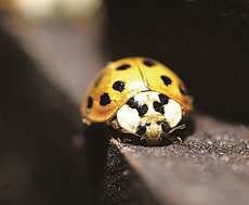An Asian lady beetle settles on a living room lamp in this 2003 file photo. This version can pinch and spray as it searches for a safe place to spend the winter.