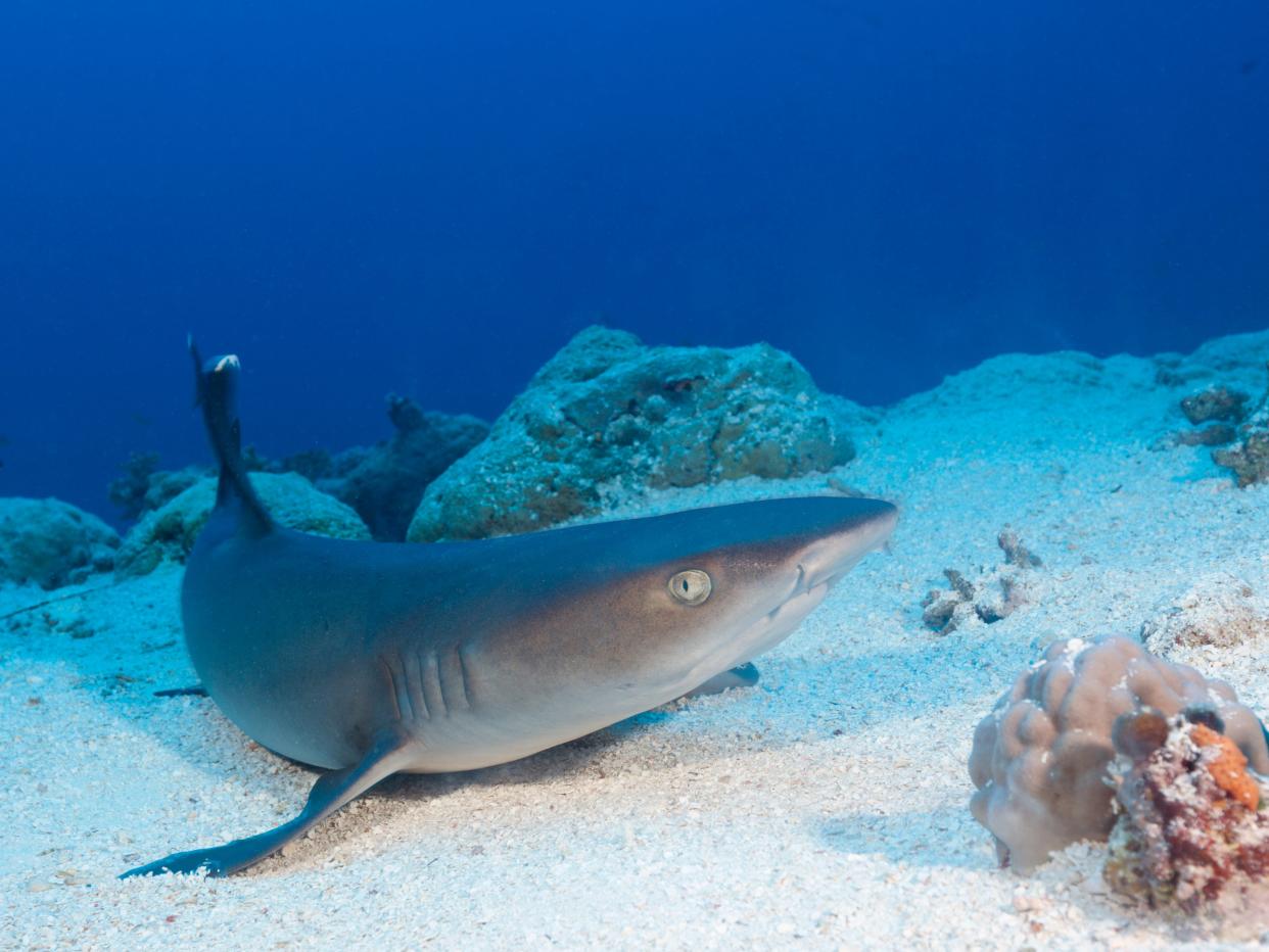 oceanic whitetip shark