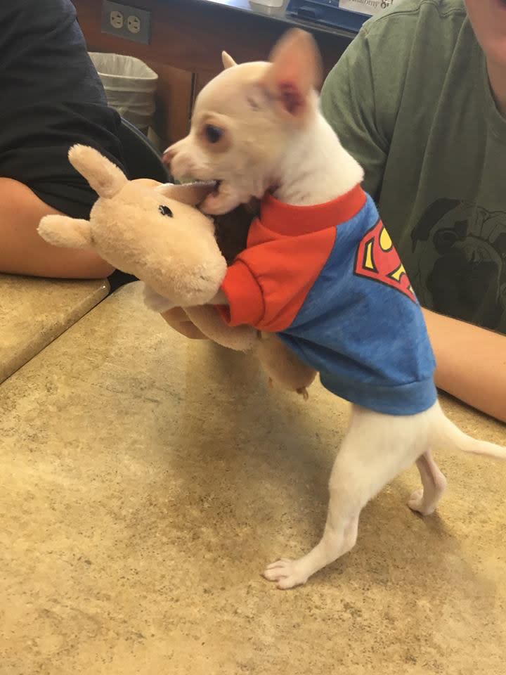 The puppy weighs just 1lb (Picture: Austin Animal Center)