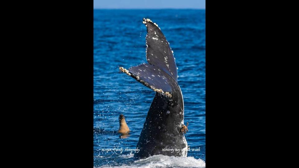 A sea lion watched as the humpback calf dove into the water.