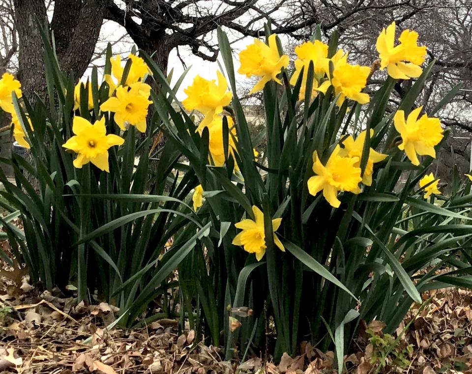 Clumps of golden daffodils make a showy early spring display. The single flowers with their golden yellow trumpet-shaped coronas and yellow perianths and petals cheerfully announce spring as they sway in the breeze.