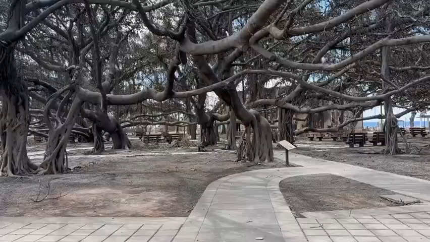 An iconic 150-year-old Banyan tree in Lahaina, Hawaii was found still standing after the Maui town was devastated by a deadly fire.