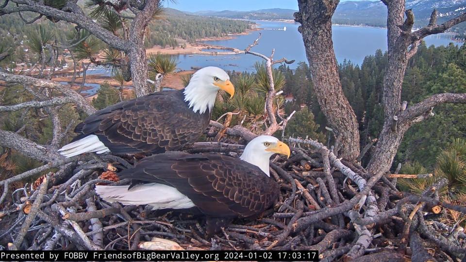 It looks like the popular bald eagle couple, Jackie and Shadow, from Big Bear may be ready to produce an egg or two.