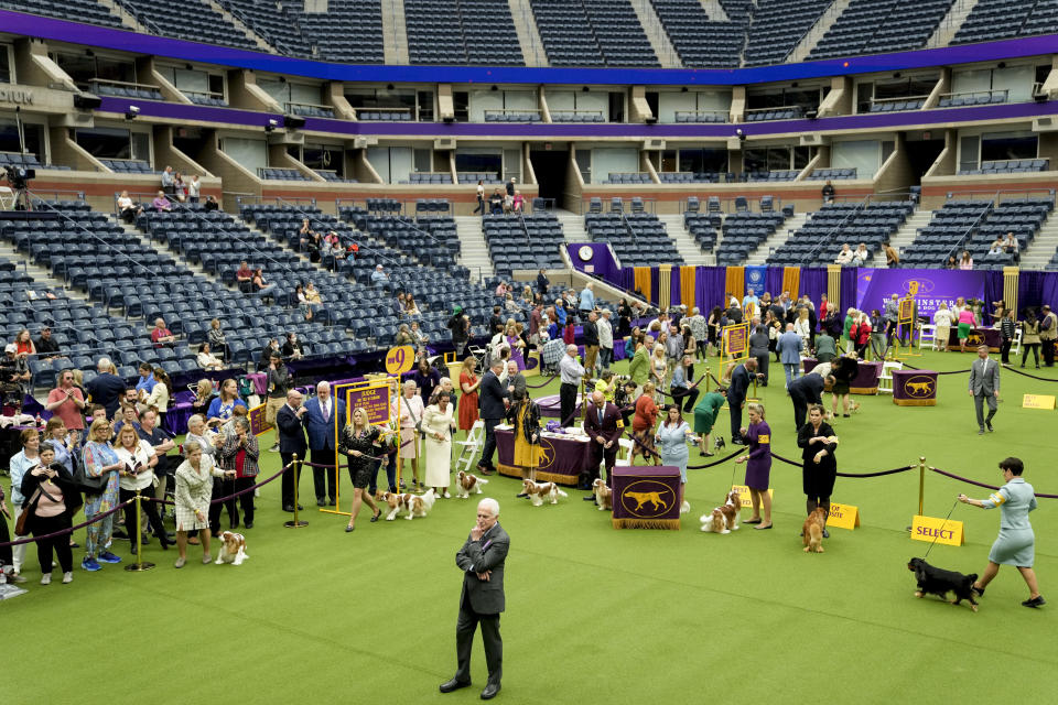 A judge presides over the Cavalier King Charles Spaniel breed judging in Arthur Ashe Stadium during the 147th Westminster Kennel Club Dog show, Monday, May 8, 2023, at the USTA Billie Jean King National Tennis Center in New York. (AP Photo/John Minchillo)