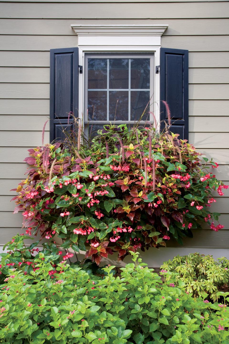 Coleus, Begonias & Purple Fountain Grass