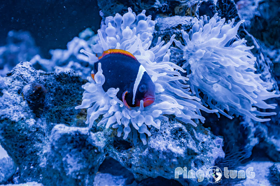 屏東農業科技園區觀賞水族展示廳