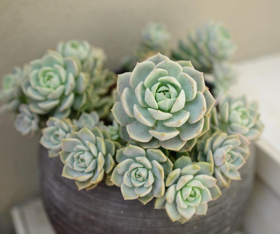 Echeveria