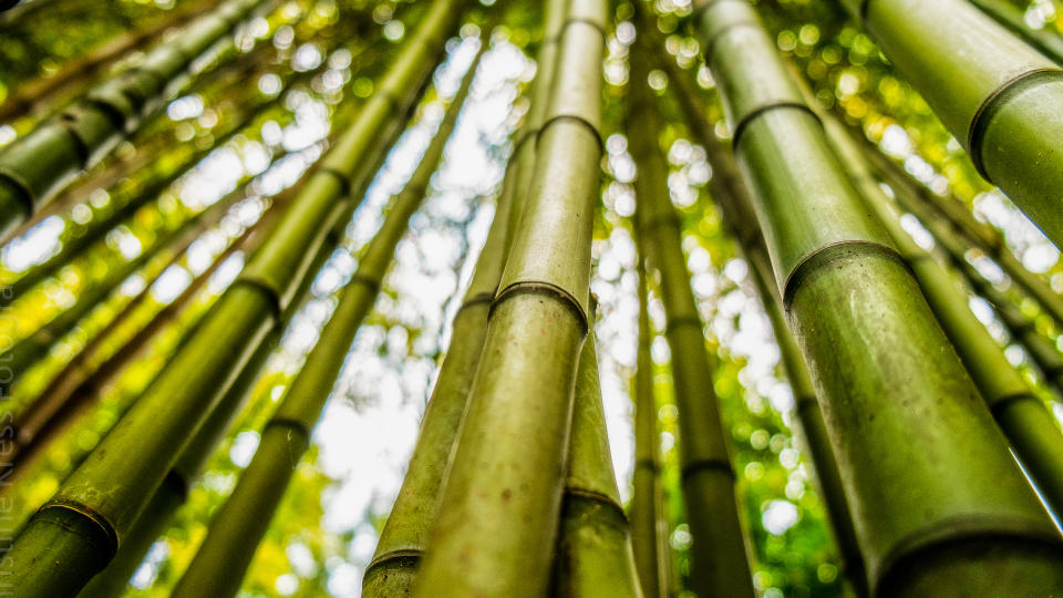 Bamboo