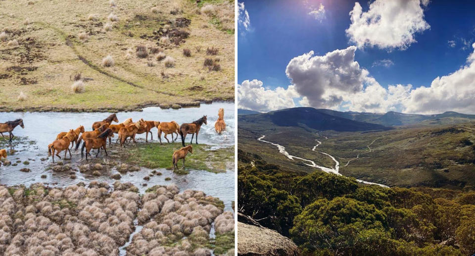 Photos of brumbies in a stream at Kosciuszko National Park. A photo of from the Charlotte Pass Lookout in Burrungubugge at Kosciuszko National Park.