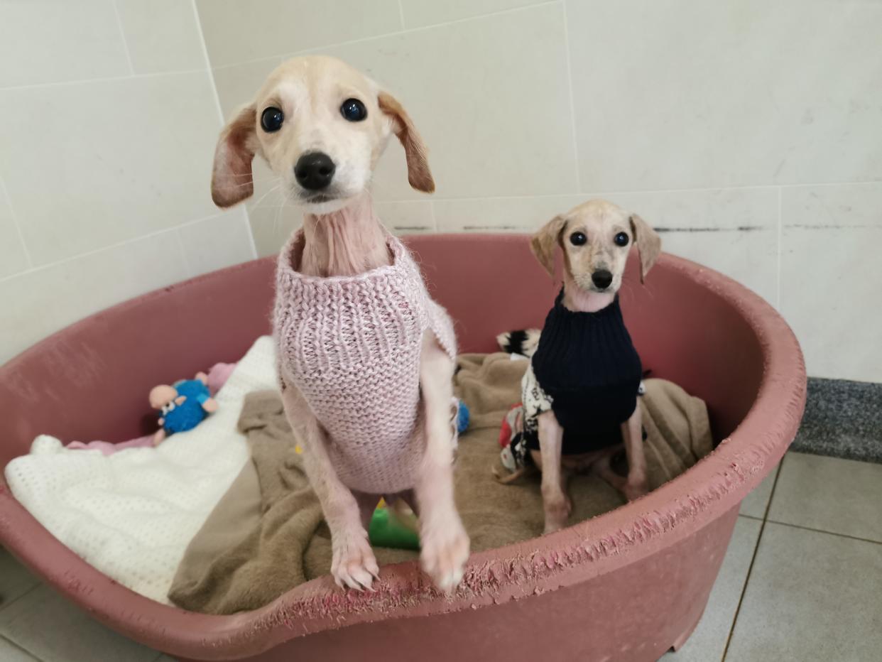 Holly and Ivy keeping cosy in their Christmas jumpers (Photo: RSPCA Millbrook Animal Centre)