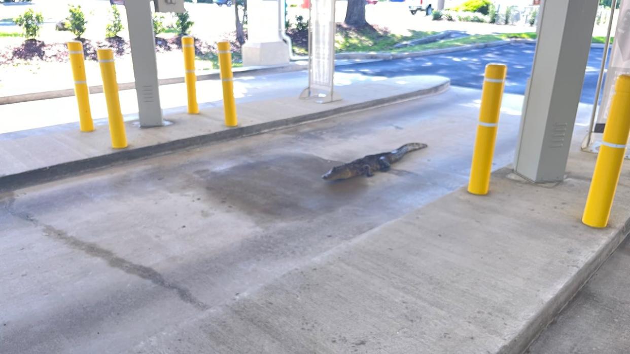 <div>An alligator was spotted in the drive-thru of an Addition Financial branch in Leesburg, Florida, last week. (Photo: Addition Financial)</div>