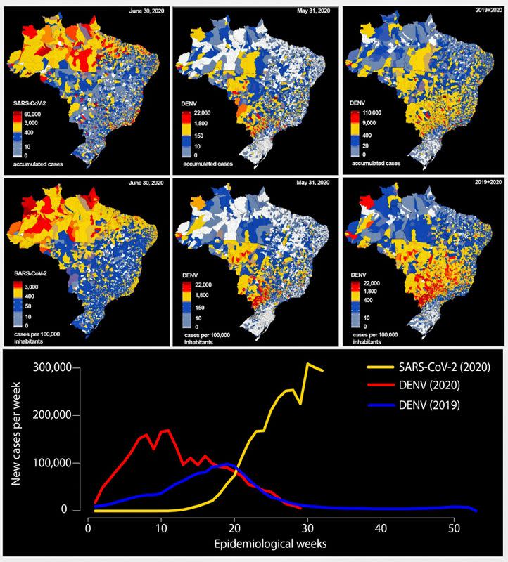 The comparison between the geographic distribution of COVID-19 and dengue fever cases is seen in this undated handout image