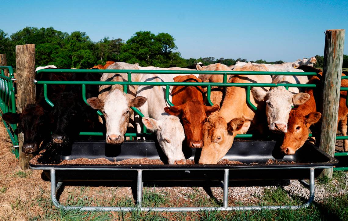 Cows at the O’Neal farm eat on Friday, April 21, 2023. Many farmers in Darlington County used free fertilizer from the Galey and Lord textile plant, which was contaminated with PFAS.