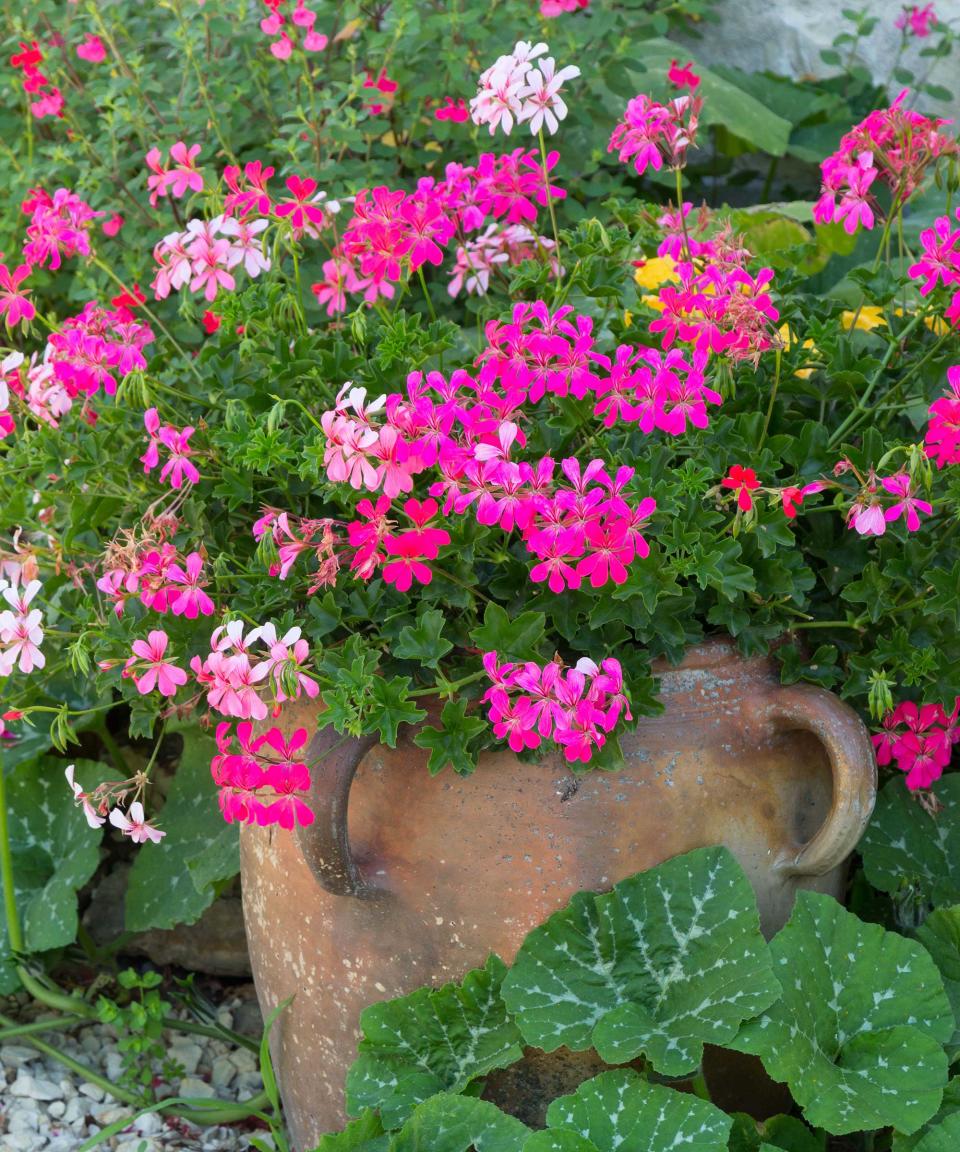 pink pelargoniums (Pelargonium peltatum) in pot