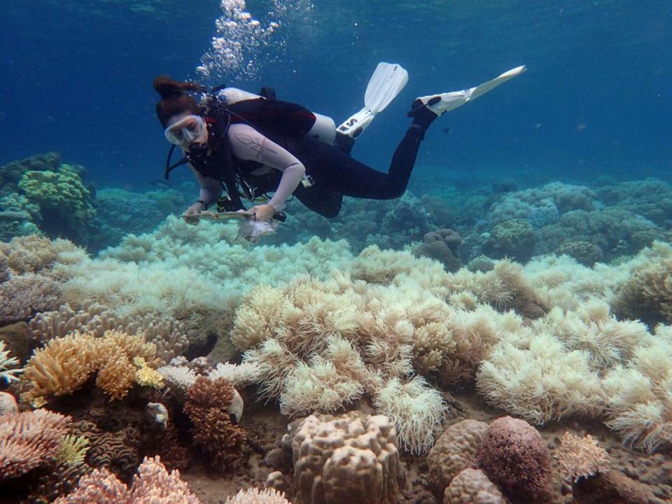 A scientist examines bleached coral on the Great Barrier Reef near Orpheus Island (AFP)