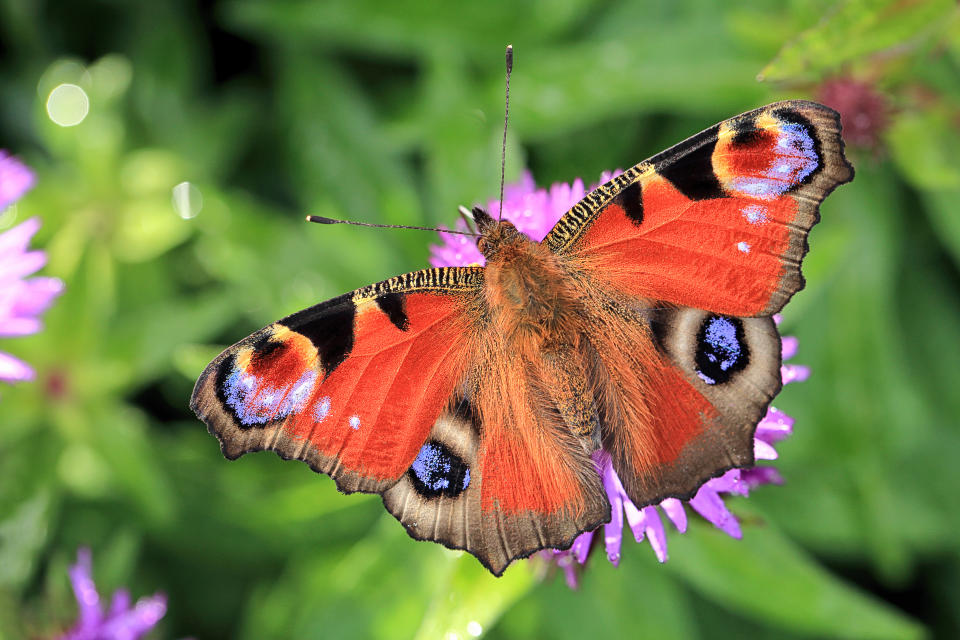 Close-up of a peacock butterfly [Aglais io] on purple michaelmas daisies, photographed with a macro lens.