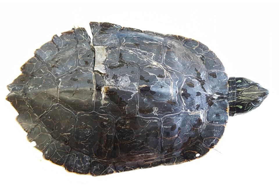 an overhead shot of a northern map turtle missing a fragment of its shell