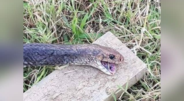 A woman has asked a catcher to identify what species of snake attacked her dog after finding it dead in her yard. Photo: Facebook