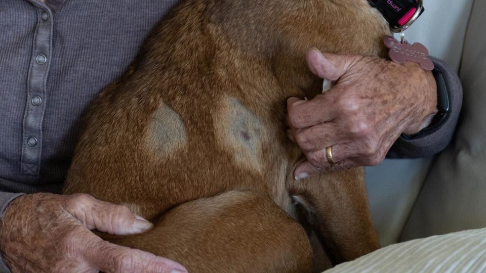 Moira Stephen said her dog, Duchie, had several wounds following Saturday's incident. "She's got four bites. And her back is very bruised," Stephen said.  