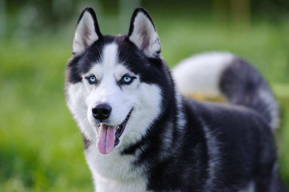 Portrait of blue-eyed Siberian husky