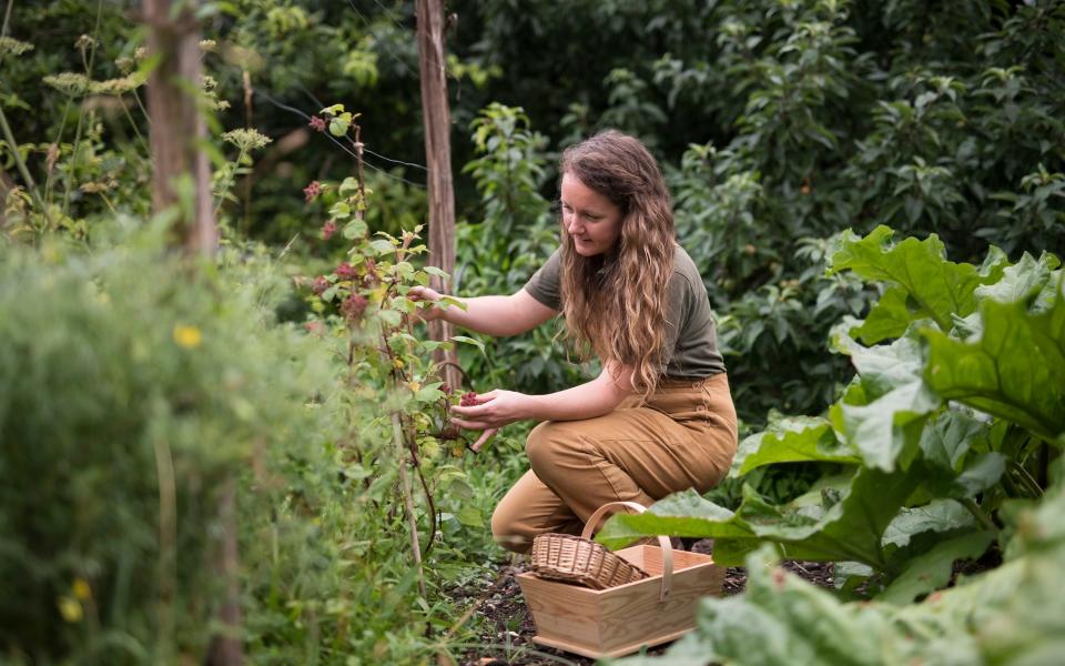 Clare picking redcurrants for the National Trust cafe’s summer fruit crumble - Christopher Pledger