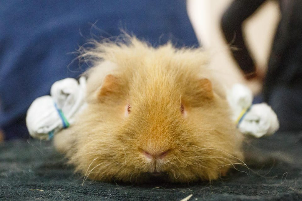 Thousands of people flocked to the UK’s longest-running small animal show this weekend