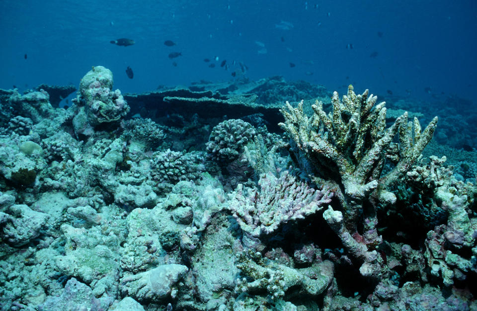 A dead coral reef in the Maldives.&nbsp; (Photo: ullstein bild via Getty Images)
