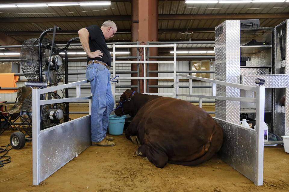 Bart Barber watches his daughter's show heifer Iris while she rests in a mobile stall at a livestock event in McKinney, Texas, on Saturday, Sept. 24, 2022. (AP Photo/Audrey Jackson)