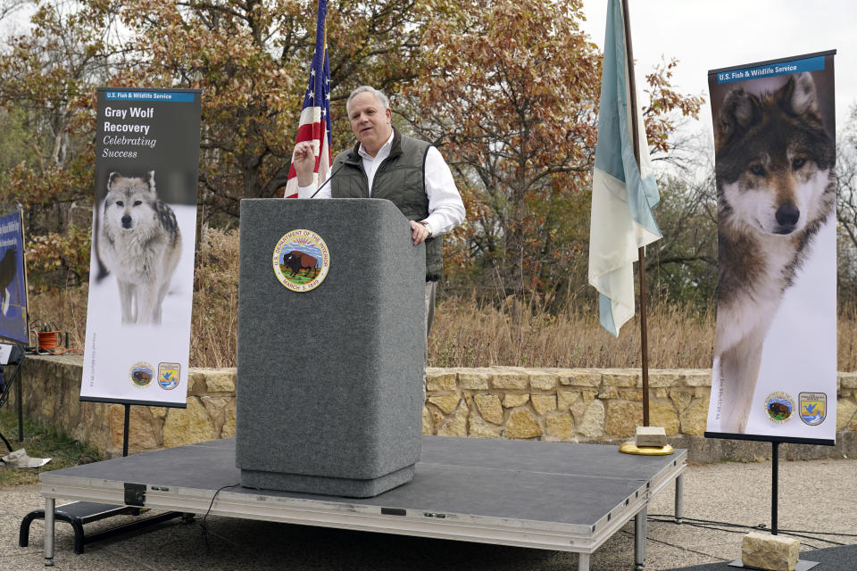 Flanked by photos of gray wolves, Interior Secretary David Bernhardt announces the gray wolf's recovery "a milestone of success" during a stop at the Minnesota Valley National Wildlife Refuge, Thursday, Oct. 29, 2020, in Bloomington, Minn. The move stripped Endangered Species Act protections for gray wolves in most of the U.S., ending longstanding federal safeguards and putting states and tribes in charge of overseeing the predators. (AP Photo/Jim Mone)