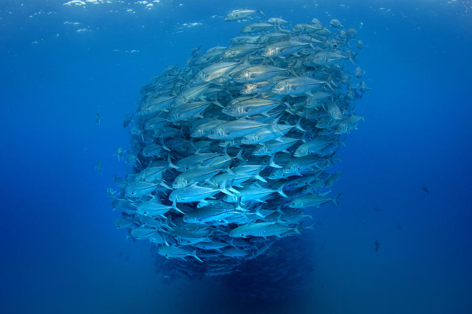 PIC BY OCTAVIO ABURTO / CATERS NEWS - (PICTURED The fish gather together to make a huge ball of fish) - Smile - its the school photo! This is the hilarious moment a marine photographer managed to capture hundreds of wide-eyed fish apparently posing for a picture. Californian photographer and conservationist Octavio Aburto had spent years photographing the school in Cabo Pulmo National Park, Mexico - and had been trying to capture this exact shot for three years. The Bigeye travellies fish gather in their thousands in the oceans during courtship.