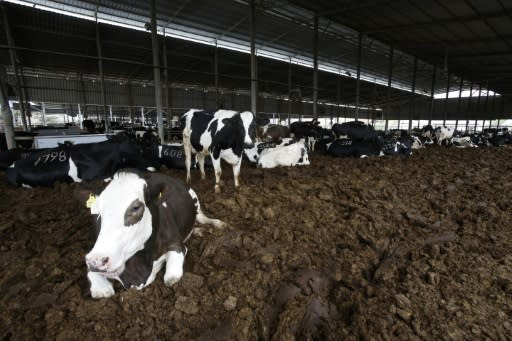 Methane -- a greenhouse gas more potent but more short-lived than CO2 -- is also on the rise, driven by gas industry leaks, flatulence from livestock and rice paddies