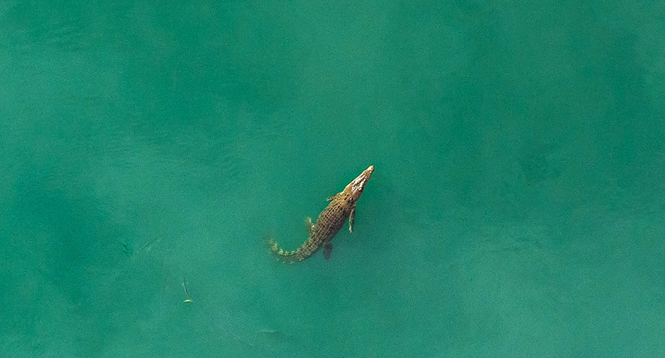 A Queensland saltwater crocodile.