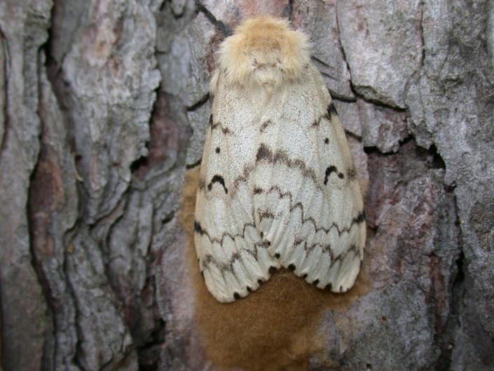 The gypsy moth feeds on more than 300 species of trees.