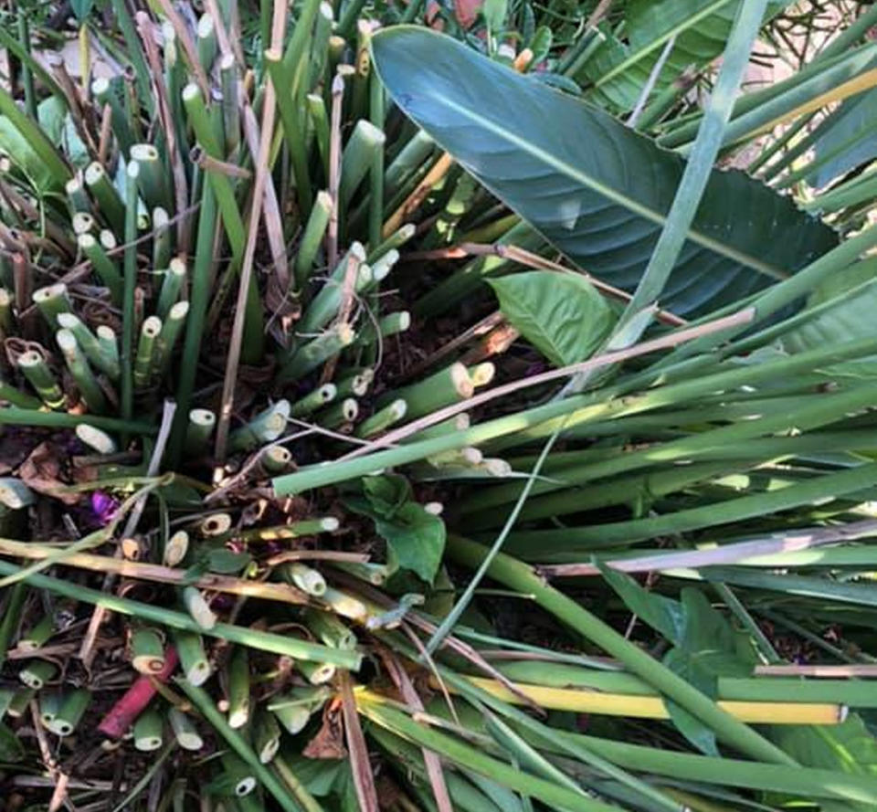 A sneaky snake hiding in a leafy garden has become the subject of the latest ‘spot the snake’ guessing game. Source: Snake Catcher Brisbane/Facebook