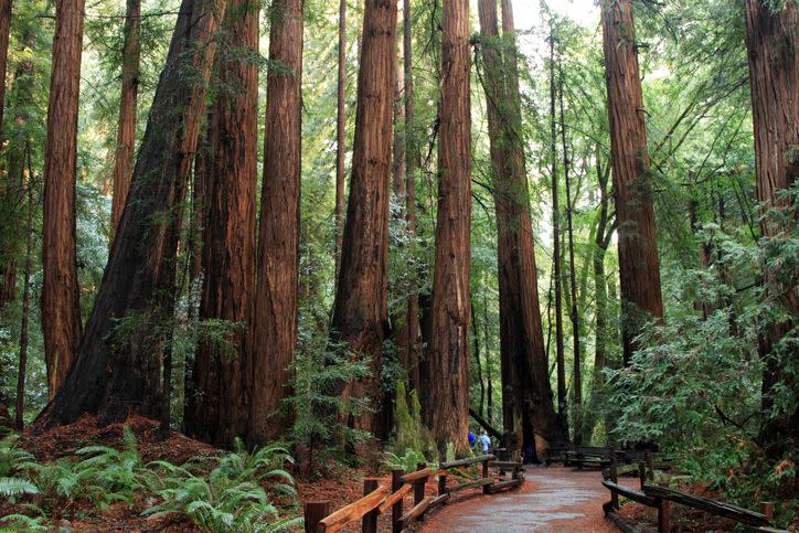 national monuments photos muir woods