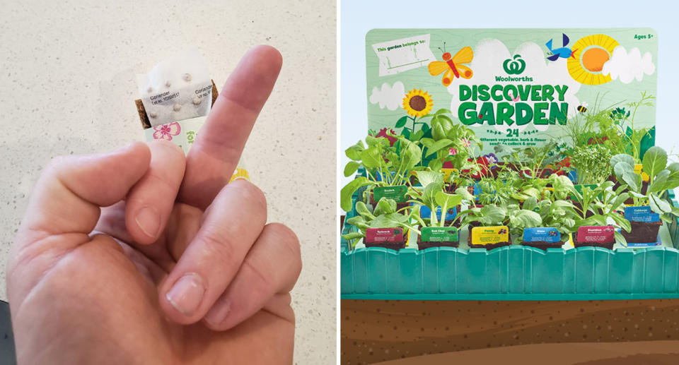 Man pulls finger at Woolworths Discovery Garden coriander seedling in show of disgust.