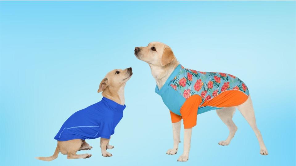 Pet owners can opt for UPF gear instead of dog-friendly sunscreen.
